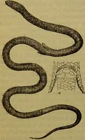 An illustration from A natural history of the animal kingdom : being a systematic and popular description of the habits, structure, and classification of animals, from the lowest to the highest forms. Arranged according to their organisation / by W. S. Dallas. (1860)