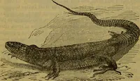An illustration from A natural history of the animal kingdom : being a systematic and popular description of the habits, structure, and classification of animals, from the lowest to the highest forms. Arranged according to their organisation / by W. S. Dallas. (1860)