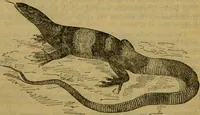 An illustration from A natural history of the animal kingdom : being a systematic and popular description of the habits, structure, and classification of animals, from the lowest to the highest forms. Arranged according to their organisation / by W. S. Dallas. (1860)