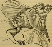 An illustration from A natural history of the animal kingdom : being a systematic and popular description of the habits, structure, and classification of animals, from the lowest to the highest forms. Arranged according to their organisation / by W. S. Dallas. (1860)