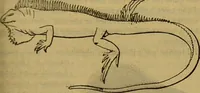 An illustration from A natural history of the animal kingdom : being a systematic and popular description of the habits, structure, and classification of animals, from the lowest to the highest forms. Arranged according to their organisation / by W. S. Dallas. (1860)