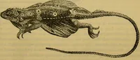 An illustration from A natural history of the animal kingdom : being a systematic and popular description of the habits, structure, and classification of animals, from the lowest to the highest forms. Arranged according to their organisation / by W. S. Dallas. (1860)