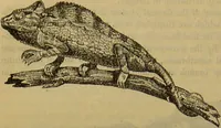 An illustration from A natural history of the animal kingdom : being a systematic and popular description of the habits, structure, and classification of animals, from the lowest to the highest forms. Arranged according to their organisation / by W. S. Dallas. (1860)