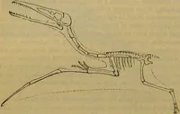 An illustration from A natural history of the animal kingdom : being a systematic and popular description of the habits, structure, and classification of animals, from the lowest to the highest forms. Arranged according to their organisation / by W. S. Dallas. (1860)