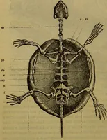 An illustration from A natural history of the animal kingdom : being a systematic and popular description of the habits, structure, and classification of animals, from the lowest to the highest forms. Arranged according to their organisation / by W. S. Dallas. (1860)