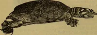 An illustration from A natural history of the animal kingdom : being a systematic and popular description of the habits, structure, and classification of animals, from the lowest to the highest forms. Arranged according to their organisation / by W. S. Dallas. (1860)