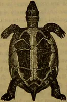 An illustration from A natural history of the animal kingdom : being a systematic and popular description of the habits, structure, and classification of animals, from the lowest to the highest forms. Arranged according to their organisation / by W. S. Dallas. (1860)
