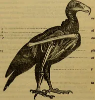 An illustration from A natural history of the animal kingdom : being a systematic and popular description of the habits, structure, and classification of animals, from the lowest to the highest forms. Arranged according to their organisation / by W. S. Dallas. (1860)
