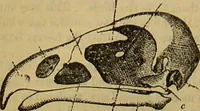 An illustration from A natural history of the animal kingdom : being a systematic and popular description of the habits, structure, and classification of animals, from the lowest to the highest forms. Arranged according to their organisation / by W. S. Dallas. (1860)