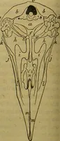 An illustration from A natural history of the animal kingdom : being a systematic and popular description of the habits, structure, and classification of animals, from the lowest to the highest forms. Arranged according to their organisation / by W. S. Dallas. (1860)