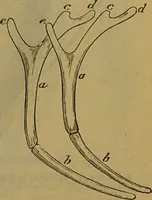 An illustration from A natural history of the animal kingdom : being a systematic and popular description of the habits, structure, and classification of animals, from the lowest to the highest forms. Arranged according to their organisation / by W. S. Dallas. (1860)