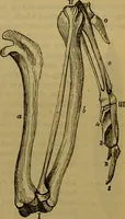 An illustration from A natural history of the animal kingdom : being a systematic and popular description of the habits, structure, and classification of animals, from the lowest to the highest forms. Arranged according to their organisation / by W. S. Dallas. (1860)