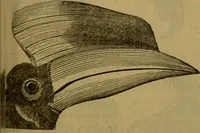 An illustration from A natural history of the animal kingdom : being a systematic and popular description of the habits, structure, and classification of animals, from the lowest to the highest forms. Arranged according to their organisation / by W. S. Dallas. (1860)