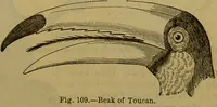 An illustration from A natural history of the animal kingdom : being a systematic and popular description of the habits, structure, and classification of animals, from the lowest to the highest forms. Arranged according to their organisation / by W. S. Dallas. (1860)