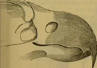 An illustration from A natural history of the animal kingdom : being a systematic and popular description of the habits, structure, and classification of animals, from the lowest to the highest forms. Arranged according to their organisation / by W. S. Dallas. (1860)