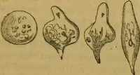 An illustration from A natural history of the animal kingdom : being a systematic and popular description of the habits, structure, and classification of animals, from the lowest to the highest forms. Arranged according to their organisation / by W. S. Dallas. (1860)