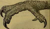 An illustration from A natural history of the animal kingdom : being a systematic and popular description of the habits, structure, and classification of animals, from the lowest to the highest forms. Arranged according to their organisation / by W. S. Dallas. (1860)