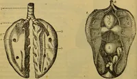 An illustration from A natural history of the animal kingdom : being a systematic and popular description of the habits, structure, and classification of animals, from the lowest to the highest forms. Arranged according to their organisation / by W. S. Dallas. (1860)
