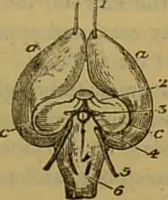 An illustration from A natural history of the animal kingdom : being a systematic and popular description of the habits, structure, and classification of animals, from the lowest to the highest forms. Arranged according to their organisation / by W. S. Dallas. (1860)