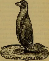 An illustration from A natural history of the animal kingdom : being a systematic and popular description of the habits, structure, and classification of animals, from the lowest to the highest forms. Arranged according to their organisation / by W. S. Dallas. (1860)