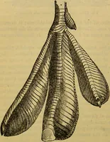 An illustration from A natural history of the animal kingdom : being a systematic and popular description of the habits, structure, and classification of animals, from the lowest to the highest forms. Arranged according to their organisation / by W. S. Dallas. (1860)