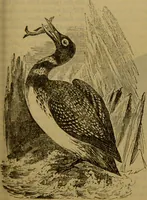 An illustration from A natural history of the animal kingdom : being a systematic and popular description of the habits, structure, and classification of animals, from the lowest to the highest forms. Arranged according to their organisation / by W. S. Dallas. (1860)