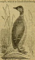 An illustration from A natural history of the animal kingdom : being a systematic and popular description of the habits, structure, and classification of animals, from the lowest to the highest forms. Arranged according to their organisation / by W. S. Dallas. (1860)