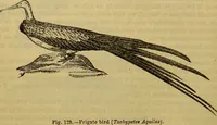 An illustration from A natural history of the animal kingdom : being a systematic and popular description of the habits, structure, and classification of animals, from the lowest to the highest forms. Arranged according to their organisation / by W. S. Dallas. (1860)