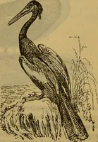 An illustration from A natural history of the animal kingdom : being a systematic and popular description of the habits, structure, and classification of animals, from the lowest to the highest forms. Arranged according to their organisation / by W. S. Dallas. (1860)