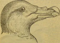 An illustration from A natural history of the animal kingdom : being a systematic and popular description of the habits, structure, and classification of animals, from the lowest to the highest forms. Arranged according to their organisation / by W. S. Dallas. (1860)