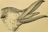 An illustration from A natural history of the animal kingdom : being a systematic and popular description of the habits, structure, and classification of animals, from the lowest to the highest forms. Arranged according to their organisation / by W. S. Dallas. (1860)
