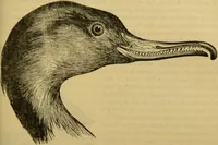 An illustration from A natural history of the animal kingdom : being a systematic and popular description of the habits, structure, and classification of animals, from the lowest to the highest forms. Arranged according to their organisation / by W. S. Dallas. (1860)