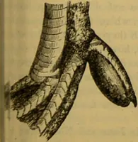 An illustration from A natural history of the animal kingdom : being a systematic and popular description of the habits, structure, and classification of animals, from the lowest to the highest forms. Arranged according to their organisation / by W. S. Dallas. (1860)
