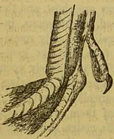 An illustration from A natural history of the animal kingdom : being a systematic and popular description of the habits, structure, and classification of animals, from the lowest to the highest forms. Arranged according to their organisation / by W. S. Dallas. (1860)