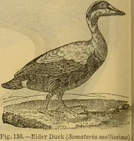 An illustration from A natural history of the animal kingdom : being a systematic and popular description of the habits, structure, and classification of animals, from the lowest to the highest forms. Arranged according to their organisation / by W. S. Dallas. (1860)