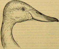 An illustration from A natural history of the animal kingdom : being a systematic and popular description of the habits, structure, and classification of animals, from the lowest to the highest forms. Arranged according to their organisation / by W. S. Dallas. (1860)