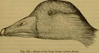 An illustration from A natural history of the animal kingdom : being a systematic and popular description of the habits, structure, and classification of animals, from the lowest to the highest forms. Arranged according to their organisation / by W. S. Dallas. (1860)