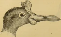 An illustration from A natural history of the animal kingdom : being a systematic and popular description of the habits, structure, and classification of animals, from the lowest to the highest forms. Arranged according to their organisation / by W. S. Dallas. (1860)