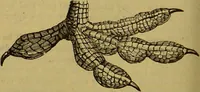 An illustration from A natural history of the animal kingdom : being a systematic and popular description of the habits, structure, and classification of animals, from the lowest to the highest forms. Arranged according to their organisation / by W. S. Dallas. (1860)