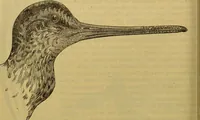An illustration from A natural history of the animal kingdom : being a systematic and popular description of the habits, structure, and classification of animals, from the lowest to the highest forms. Arranged according to their organisation / by W. S. Dallas. (1860)