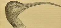An illustration from A natural history of the animal kingdom : being a systematic and popular description of the habits, structure, and classification of animals, from the lowest to the highest forms. Arranged according to their organisation / by W. S. Dallas. (1860)