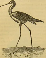 An illustration from A natural history of the animal kingdom : being a systematic and popular description of the habits, structure, and classification of animals, from the lowest to the highest forms. Arranged according to their organisation / by W. S. Dallas. (1860)
