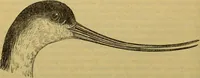 An illustration from A natural history of the animal kingdom : being a systematic and popular description of the habits, structure, and classification of animals, from the lowest to the highest forms. Arranged according to their organisation / by W. S. Dallas. (1860)