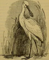 An illustration from A natural history of the animal kingdom : being a systematic and popular description of the habits, structure, and classification of animals, from the lowest to the highest forms. Arranged according to their organisation / by W. S. Dallas. (1860)