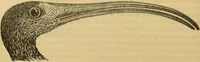 An illustration from A natural history of the animal kingdom : being a systematic and popular description of the habits, structure, and classification of animals, from the lowest to the highest forms. Arranged according to their organisation / by W. S. Dallas. (1860)