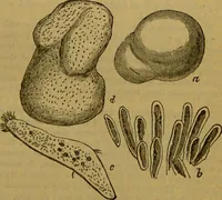 An illustration from A natural history of the animal kingdom : being a systematic and popular description of the habits, structure, and classification of animals, from the lowest to the highest forms. Arranged according to their organisation / by W. S. Dallas. (1860)