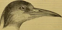 An illustration from A natural history of the animal kingdom : being a systematic and popular description of the habits, structure, and classification of animals, from the lowest to the highest forms. Arranged according to their organisation / by W. S. Dallas. (1860)