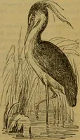 An illustration from A natural history of the animal kingdom : being a systematic and popular description of the habits, structure, and classification of animals, from the lowest to the highest forms. Arranged according to their organisation / by W. S. Dallas. (1860)