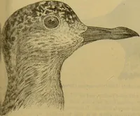 An illustration from A natural history of the animal kingdom : being a systematic and popular description of the habits, structure, and classification of animals, from the lowest to the highest forms. Arranged according to their organisation / by W. S. Dallas. (1860)