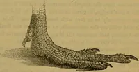An illustration from A natural history of the animal kingdom : being a systematic and popular description of the habits, structure, and classification of animals, from the lowest to the highest forms. Arranged according to their organisation / by W. S. Dallas. (1860)